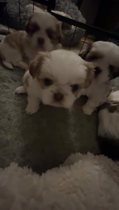 Mixed Breed dogs for sale: 4 beautiful little puppies chihuahua/shih tzu X - Video 1