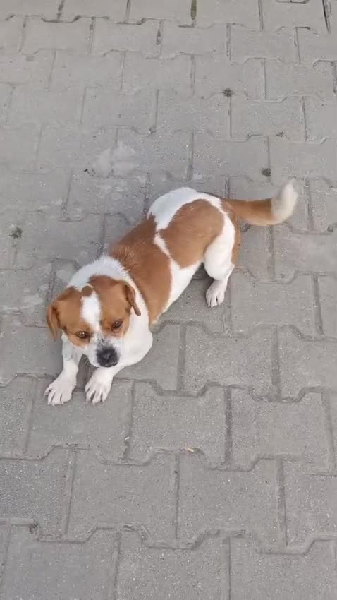 Mixed Breed dogs for adoption: 🐾MONA-LISA – FOUND IN A DITCH… NOW READY FOR LOVE - Video 3