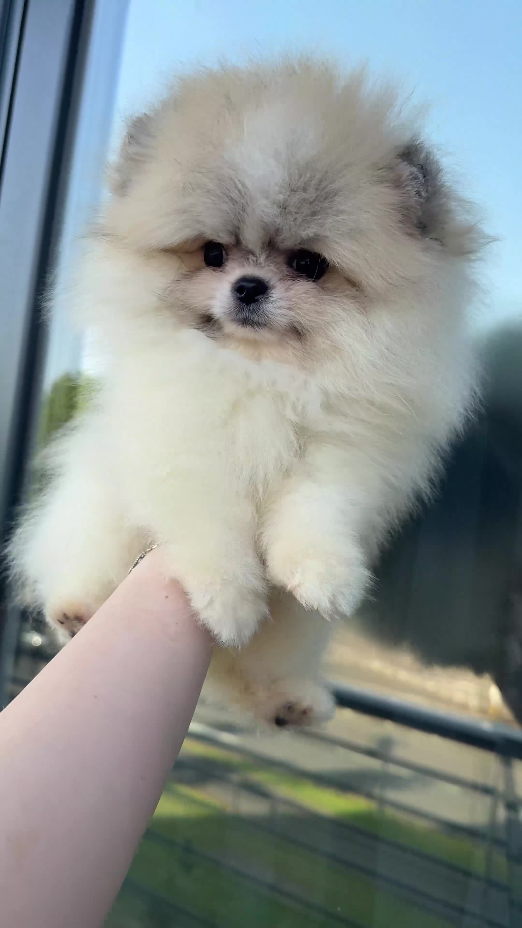 Pomeranian dogs for sale: Ready now 🧸 champion line🥇Koreanian line  - Video 2