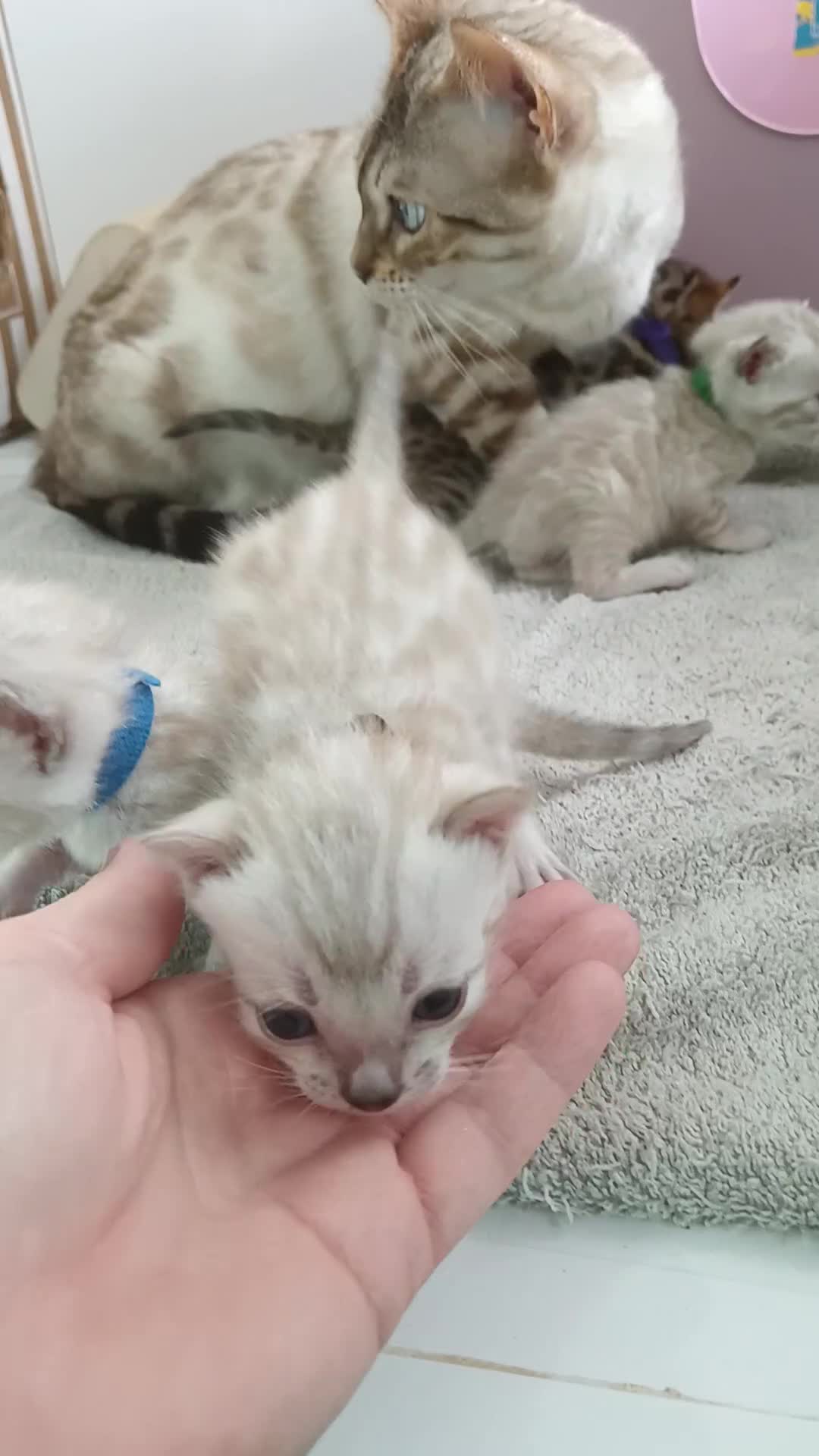 Bengal cats for sale: Tica RG pure bengals  - Video 1