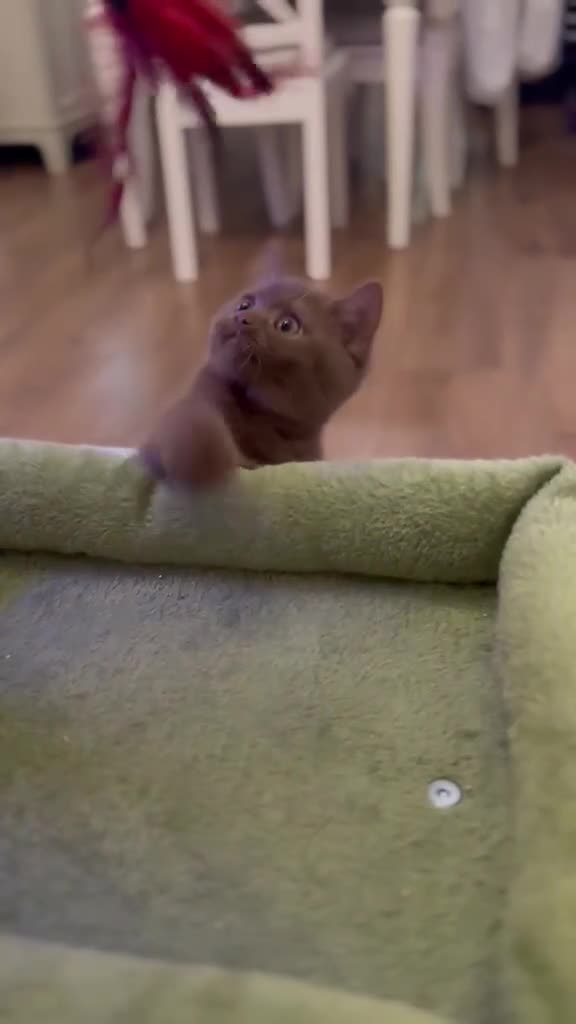 British Shorthair cats for sale: READY: Stunning British shorthair kitten Fawn girl - Video 1