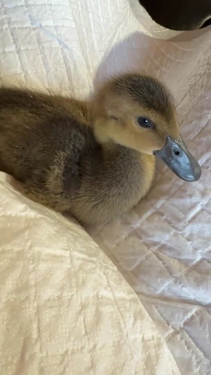 Ducks poultry for sale: Indian x pekin  - Video 5