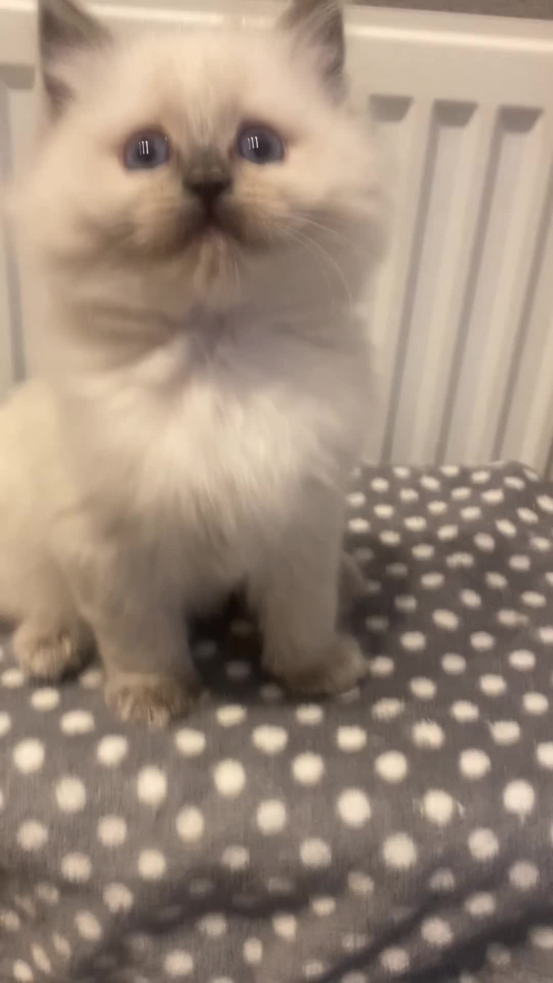 Ragdoll cats for sale: Beautiful Ragdolls😻 READY IN 2 WEEKS 😻 - Video 2