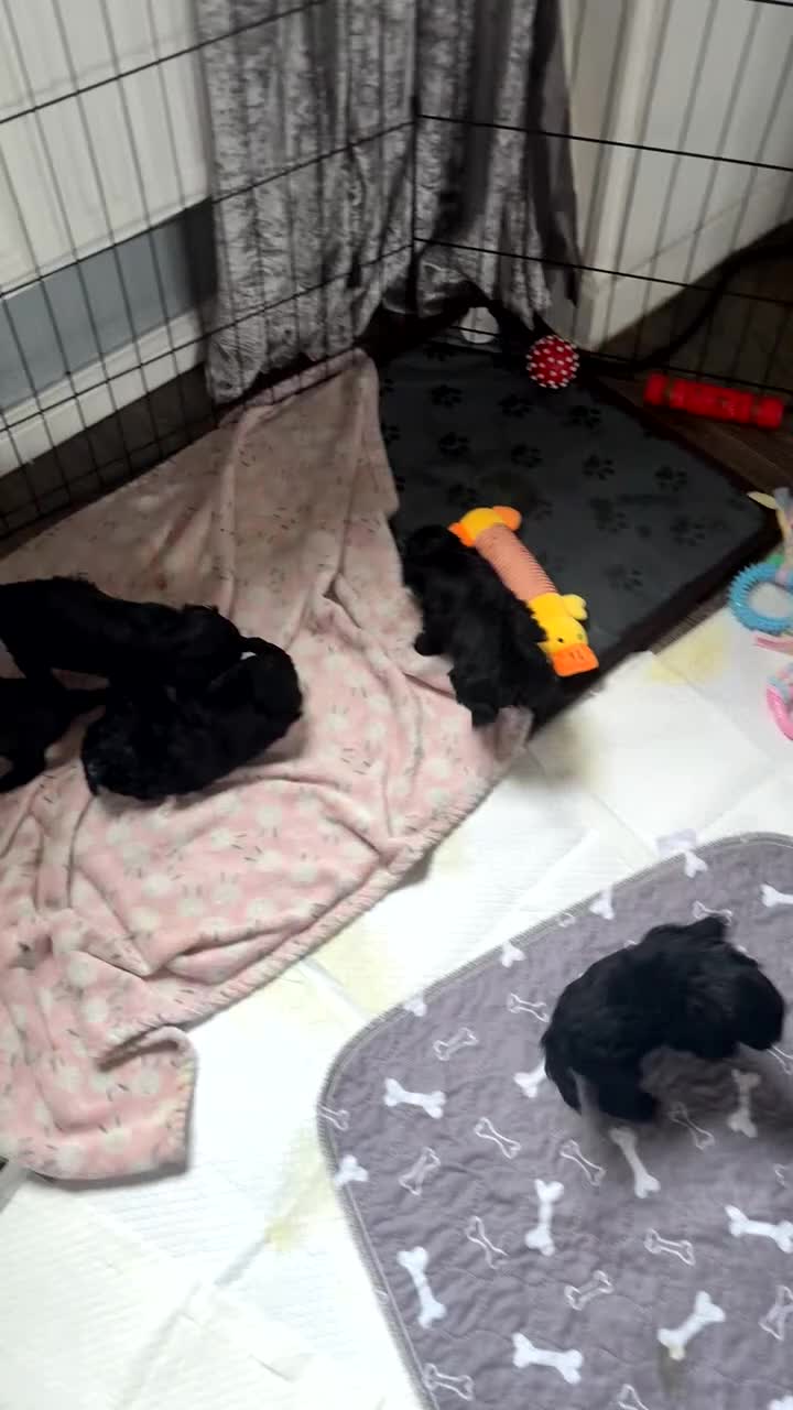 Shihpoo dogs for sale: Shihpoo puppys - Video 5