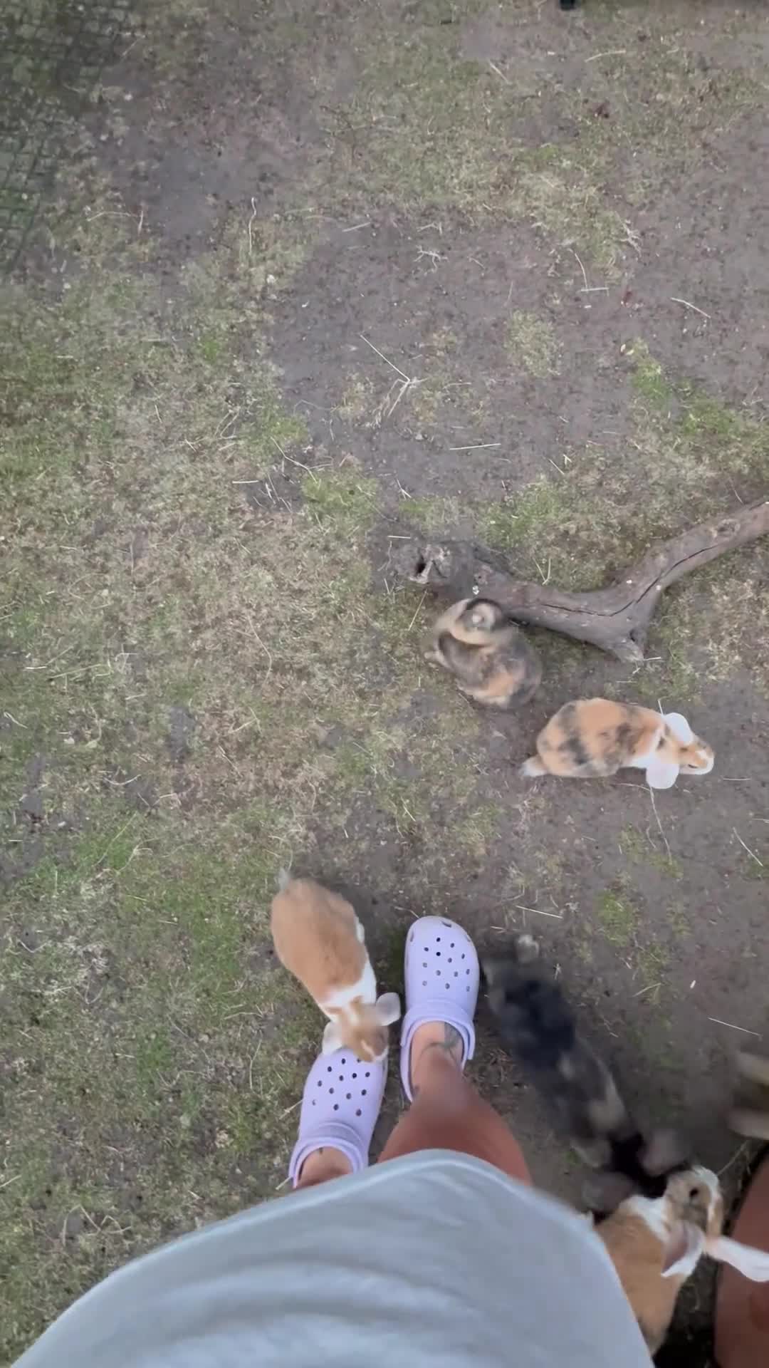Mixed Breed rabbits for sale: Rabbits for sale - Video 2