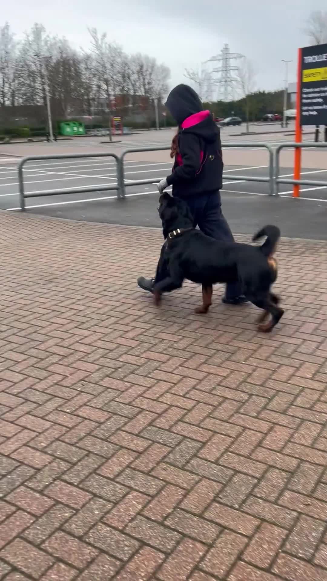 Rottweiler dogs for stud: Rottweiler DNA health tested,,EYE SCANNED  in Wellingborough - Video 5