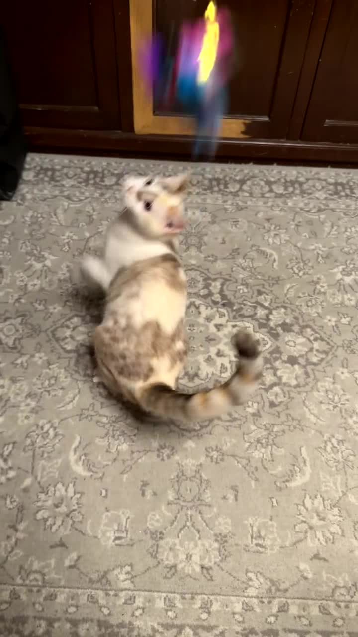 Mixed Breed cats for sale: Beautiful Half British Shorthair x Bengal Kittens  - Video 2