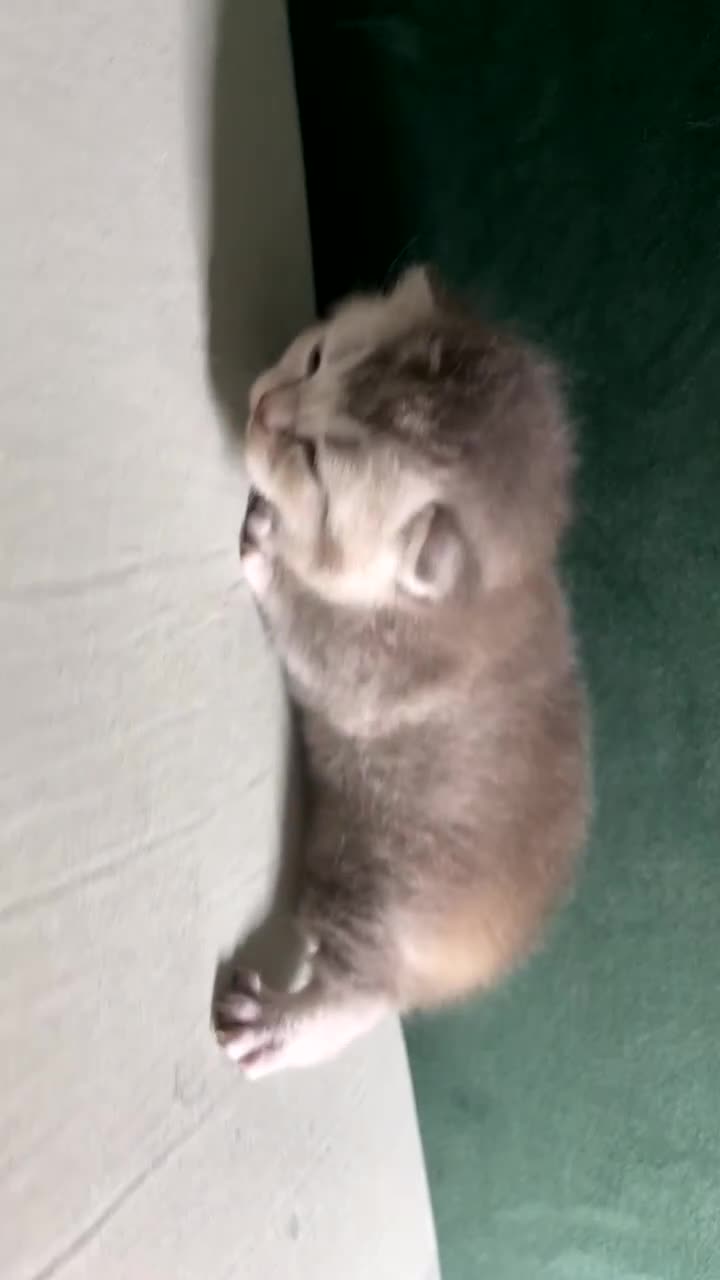British Shorthair cats for sale: British Shorthair Kittens - Video 3