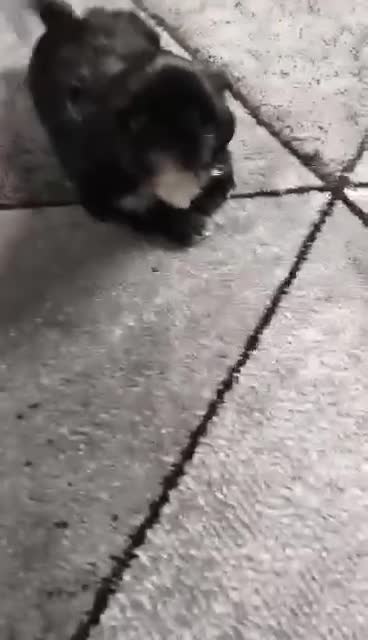 Shih Tzu dogs for sale: Shih Tzu Fully Vaccinated, Healthy, Gentle Female - Video 1