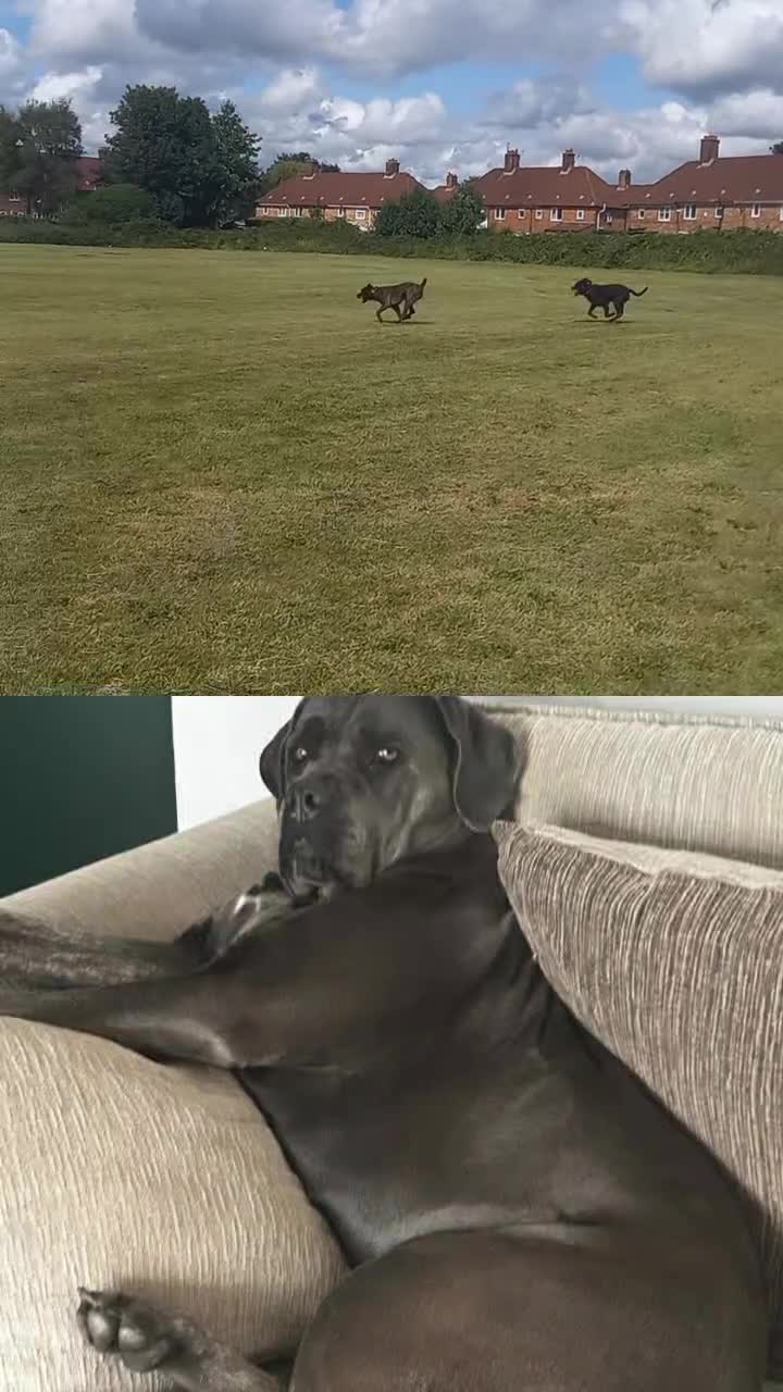 Cane Corso dogs for sale: 1 & only uk bloodline - Video 4