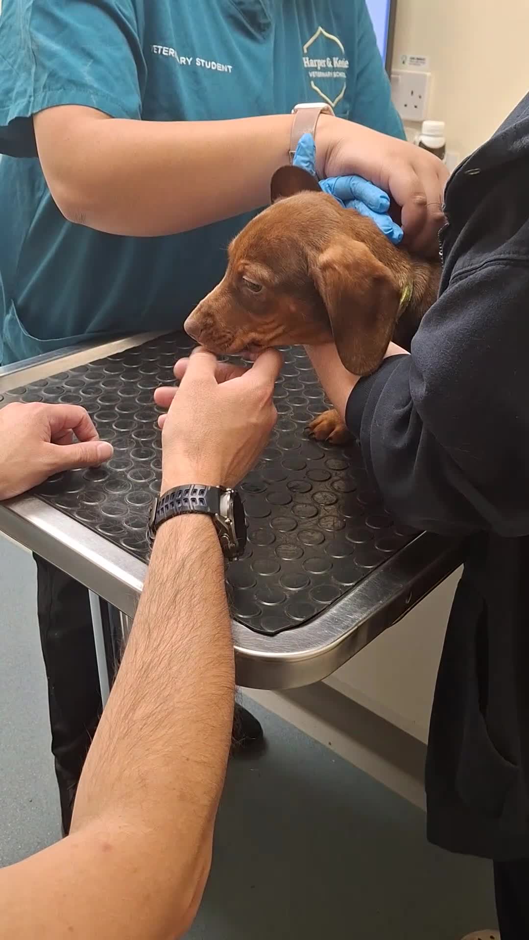 Dachshund dogs for sale: Dachshund  - Video 4