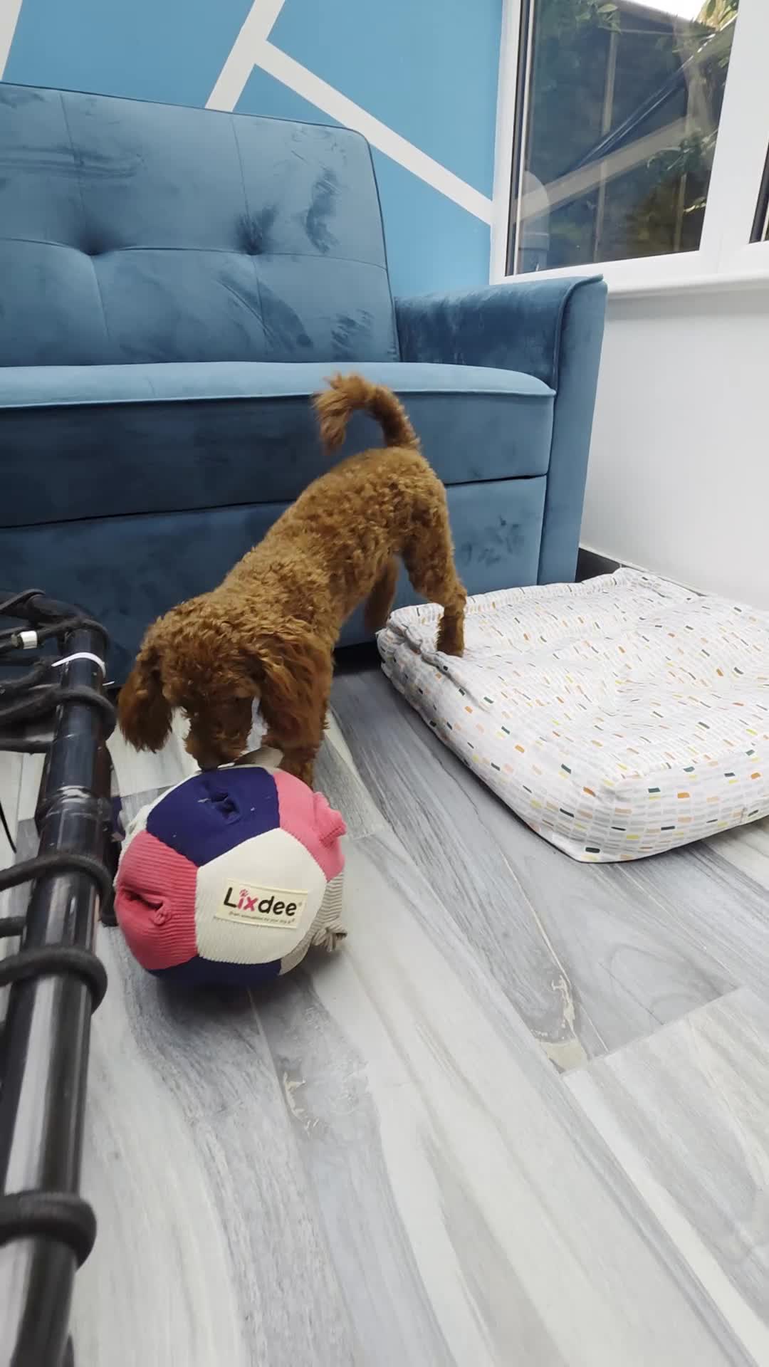 Toy Poodle dogs for sale: Gorgeous red female Toy poodle in Horsham - Video 1
