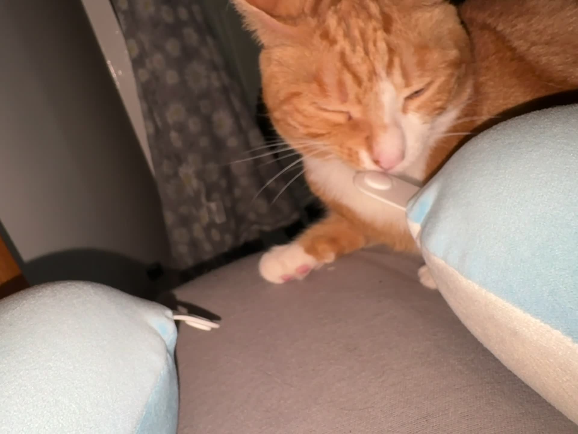 Mixed Breed cats for sale: Marla ginger cat  - Video 3