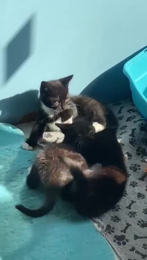 Mixed Breed cats for sale: 2 boys 1 girl left - Video 1