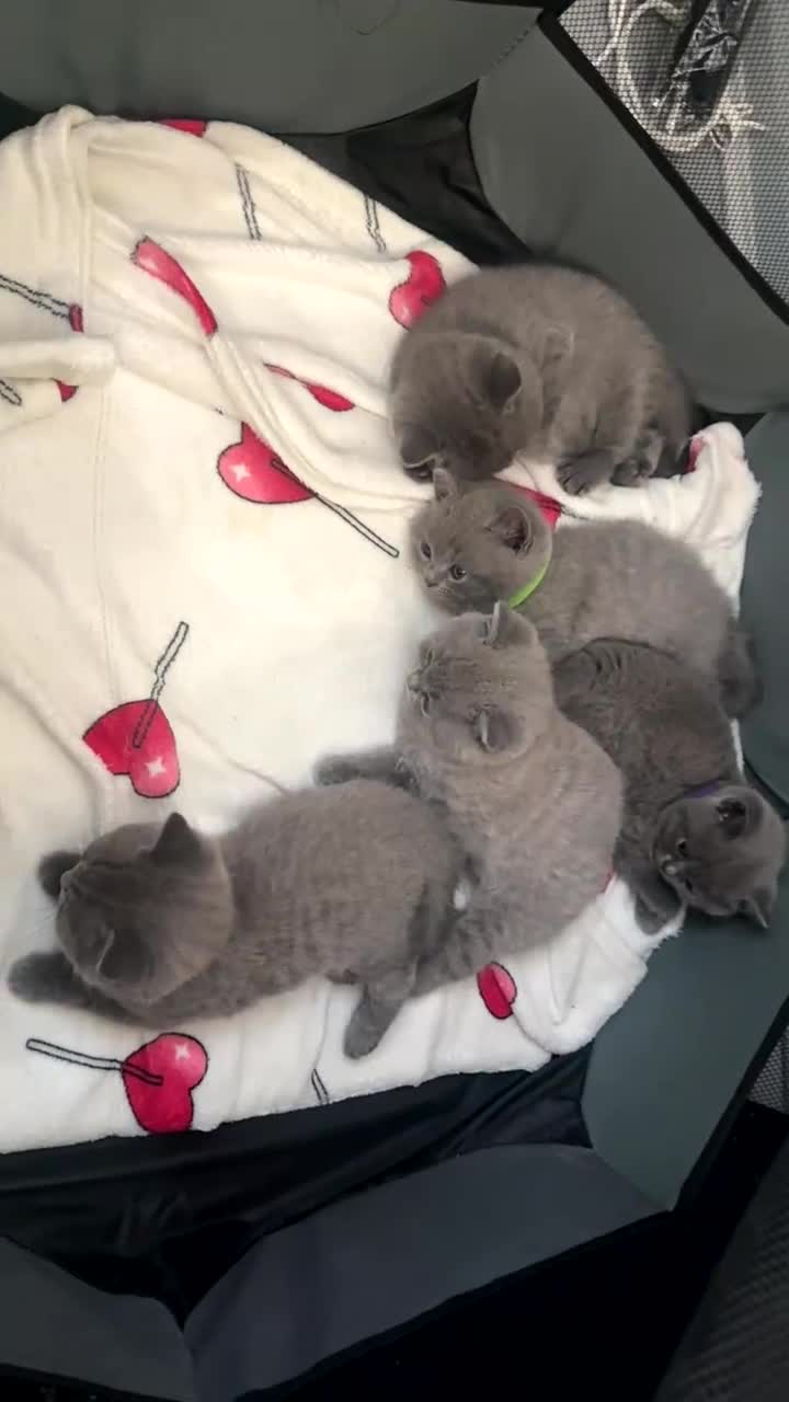 British Shorthair cats for sale: British shorthair X Russian blue viewing welcome  in London - Video 2