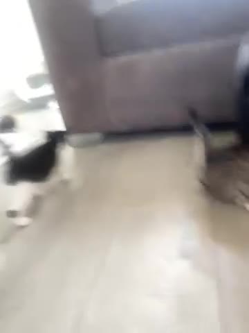 Mixed Breed cats for sale: Five beautiful kitten 3 girls 2 boys - Video 2