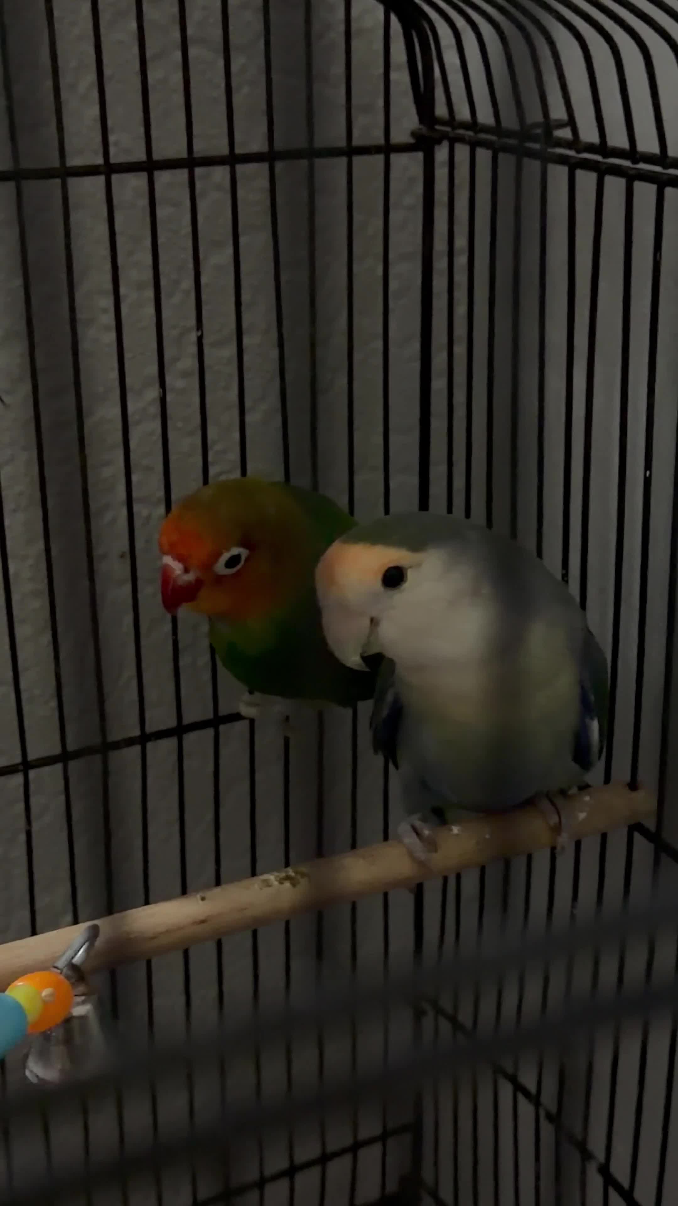 Lovebirds birds for sale: Beautiful mixed mutaion pair of lovebirds  - Video 1