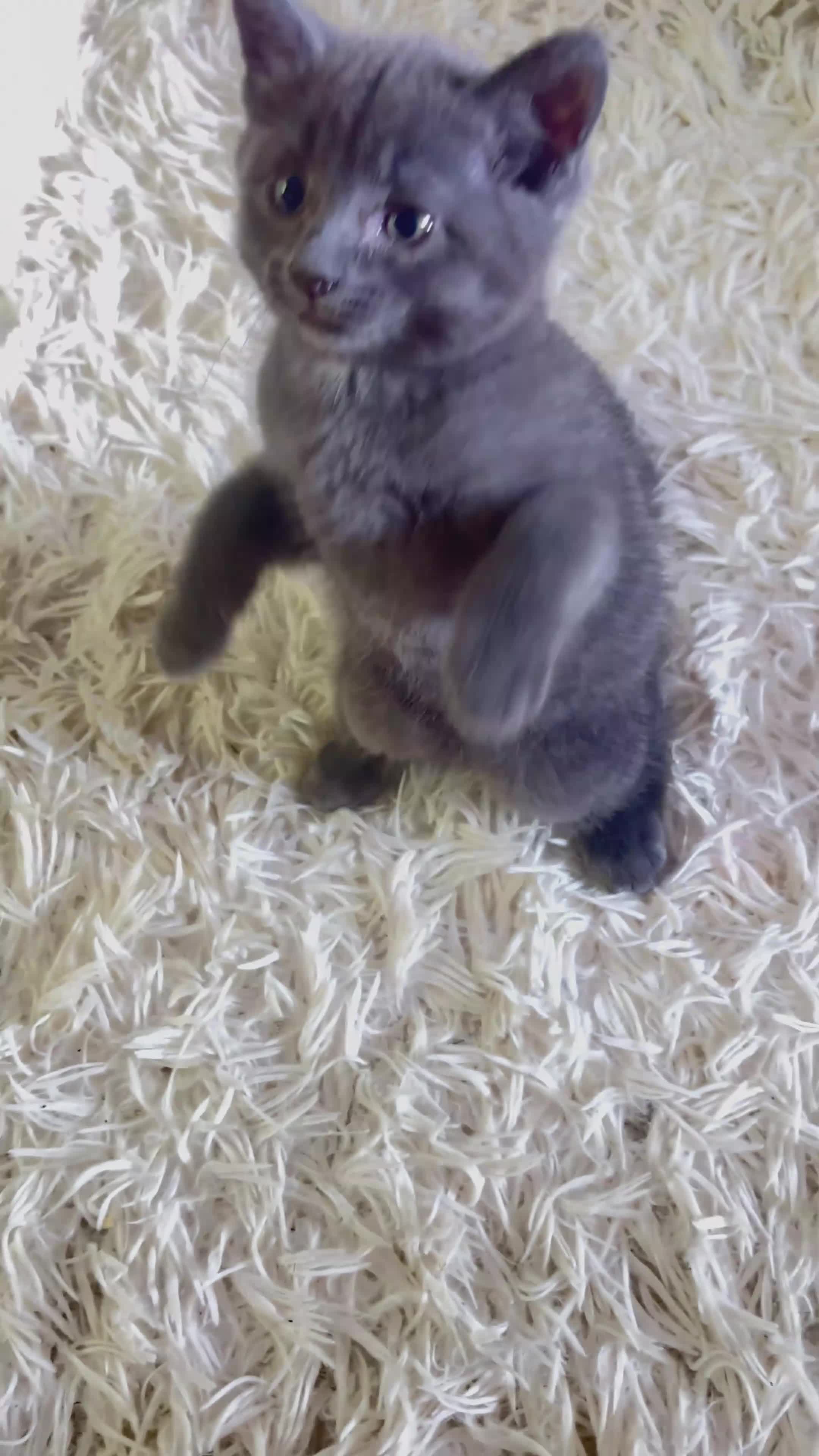 Mixed Breed cats for sale: Russian Blue/ Sphynx Kittens  - Video 1