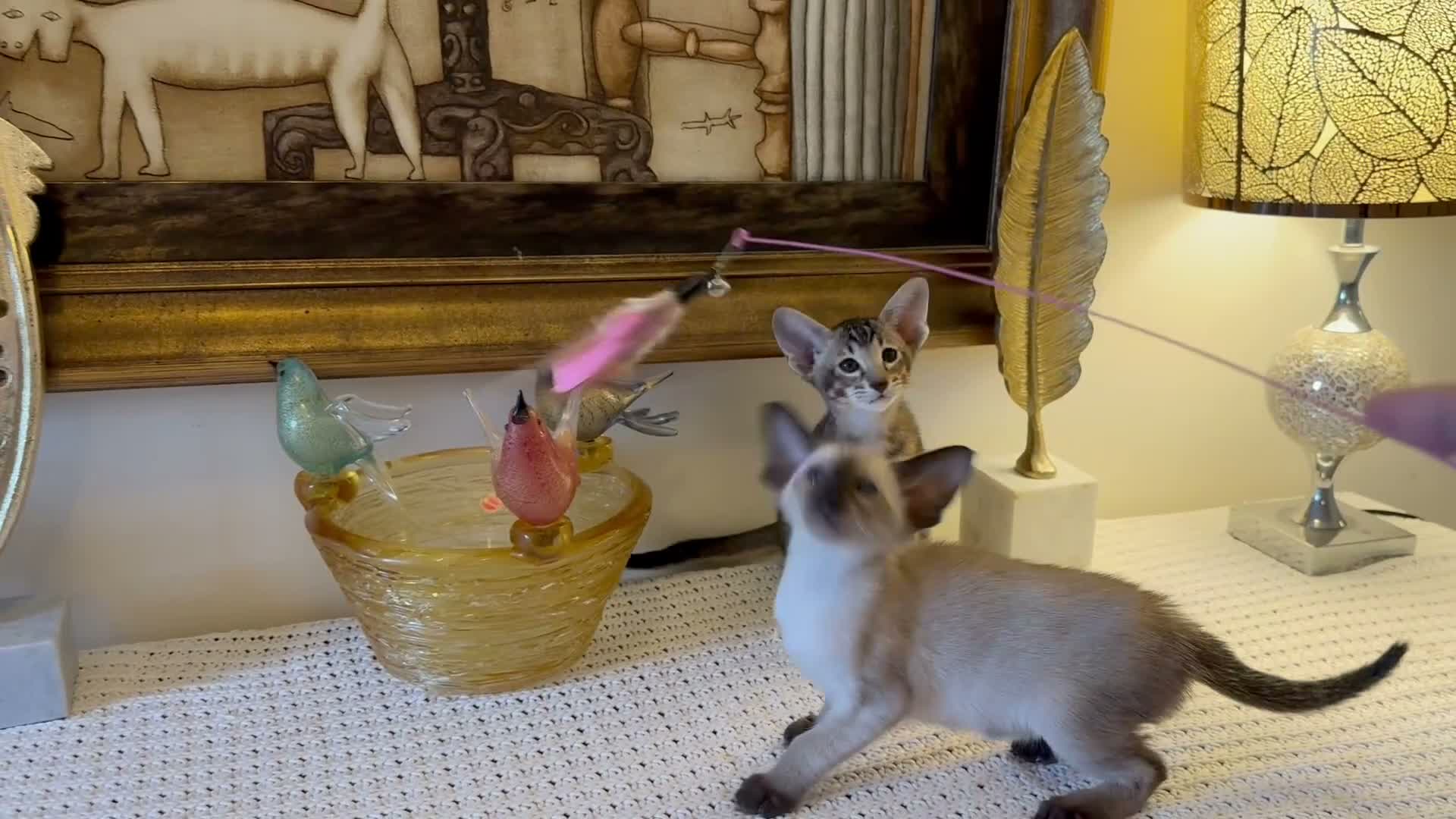 Oriental cats for sale: Beautiful TICA Oriental  and Siamese babies - Video 2