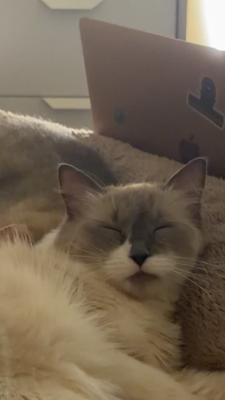 Ragdoll cats for sale: Beautiful blue Point Ragdoll - Video 1