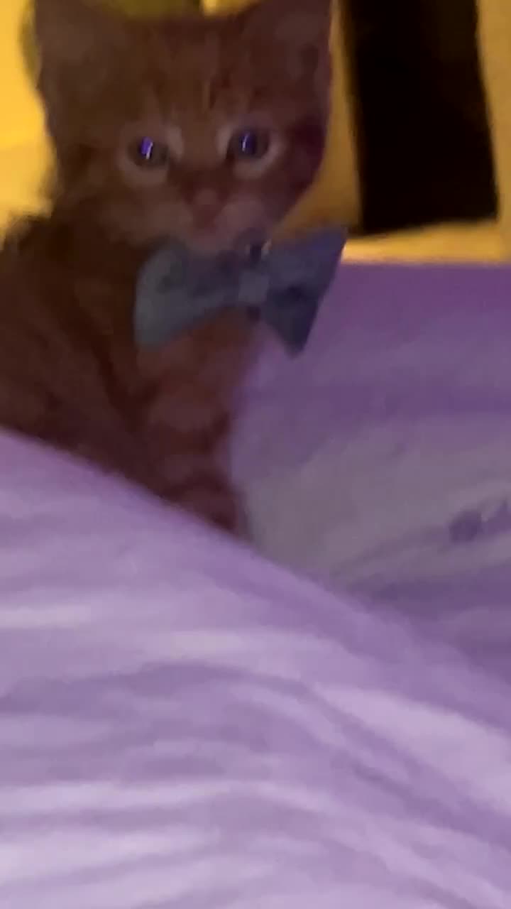 Mixed Breed cats for sale: Beautiful ginger kitten for sale - Video 2