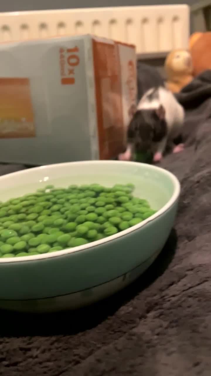 Rat rodents for sale: 3 female rats in Stockport - Video 1