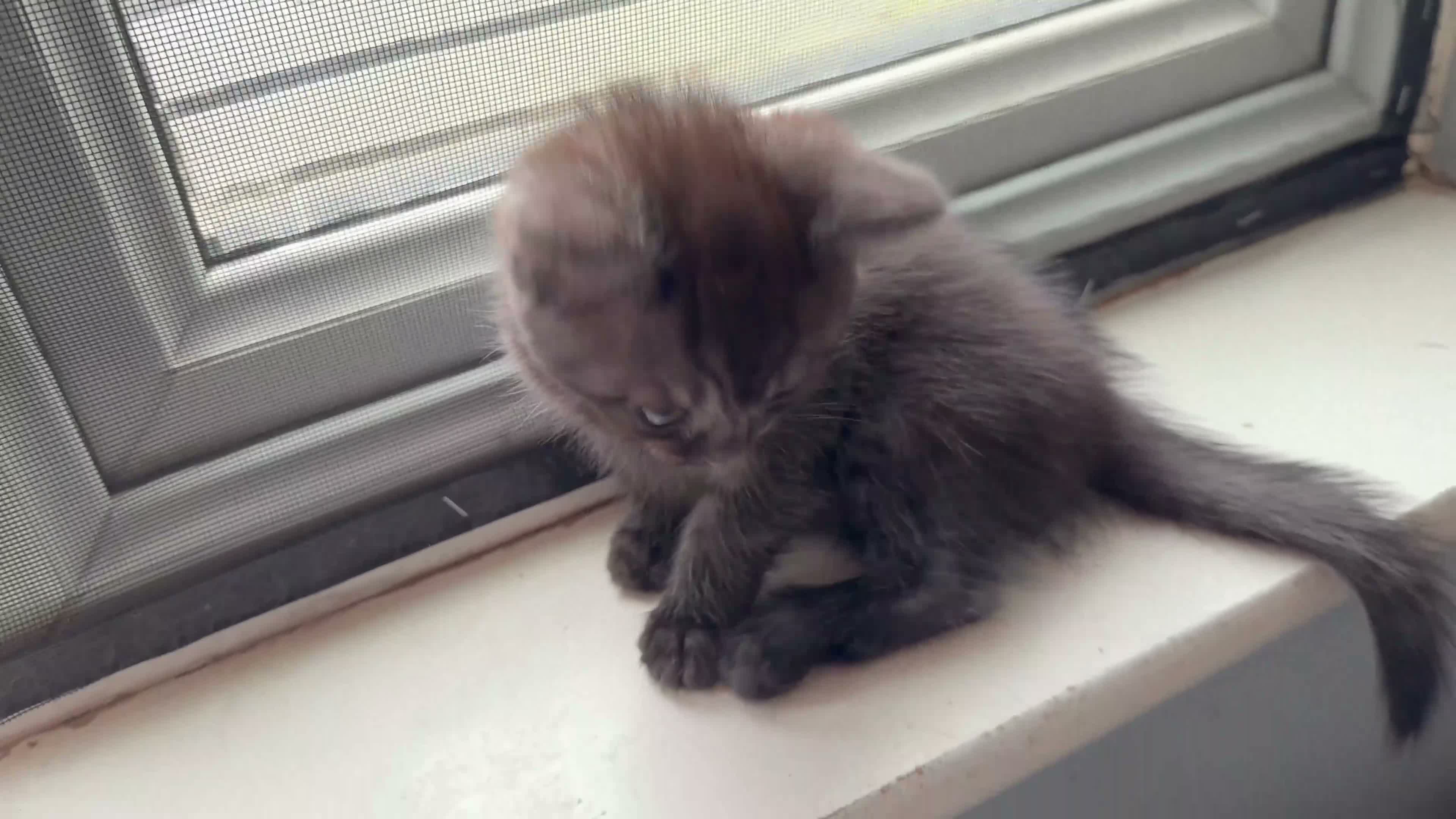 Mixed Breed cats for sale: Domestic x British short hair kitten - Video 1