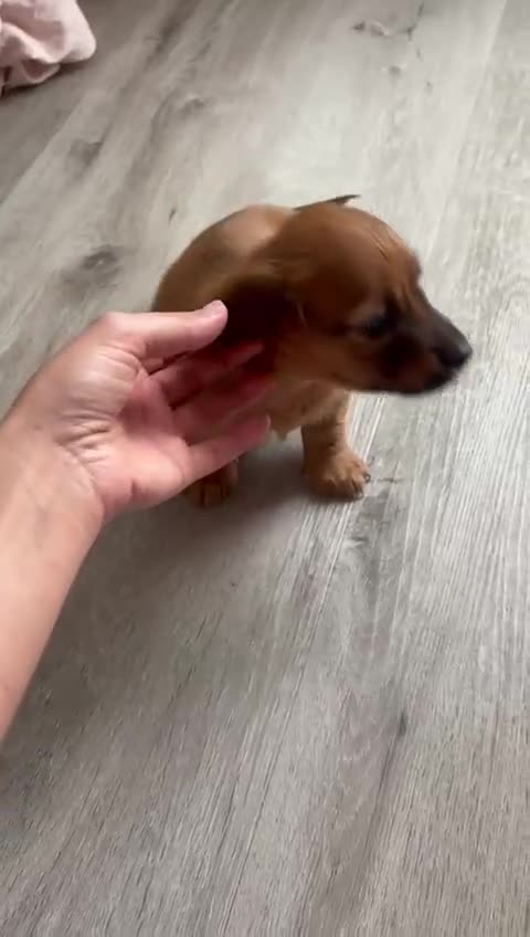 Miniature Dachshund dogs for sale: Miniature long and smooth coated Dachshunds - Video 1