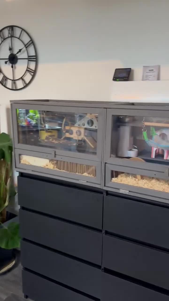 Hamster rodents for sale: Ella it’s looking for a new home  - Video 4