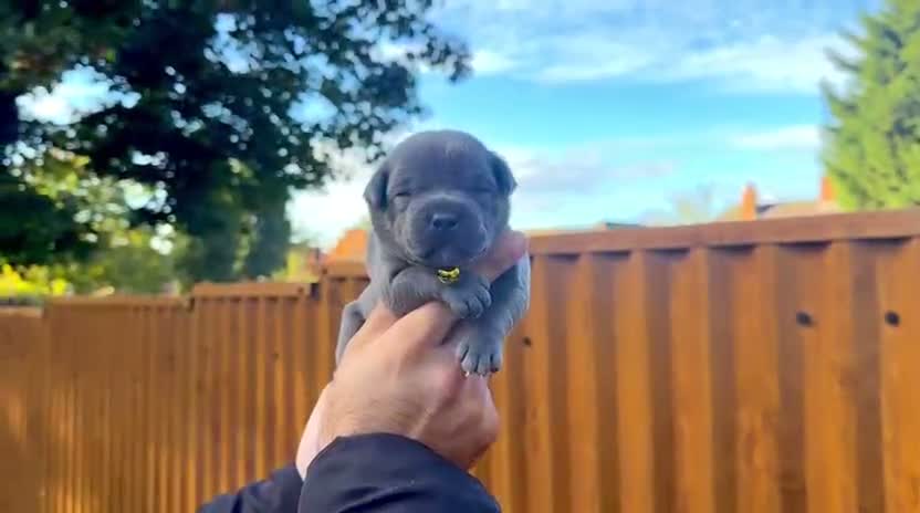Staffordshire Bull Terrier dogs for sale: SOLID BLUE TEDDY BEARS 🧸  - Video 5