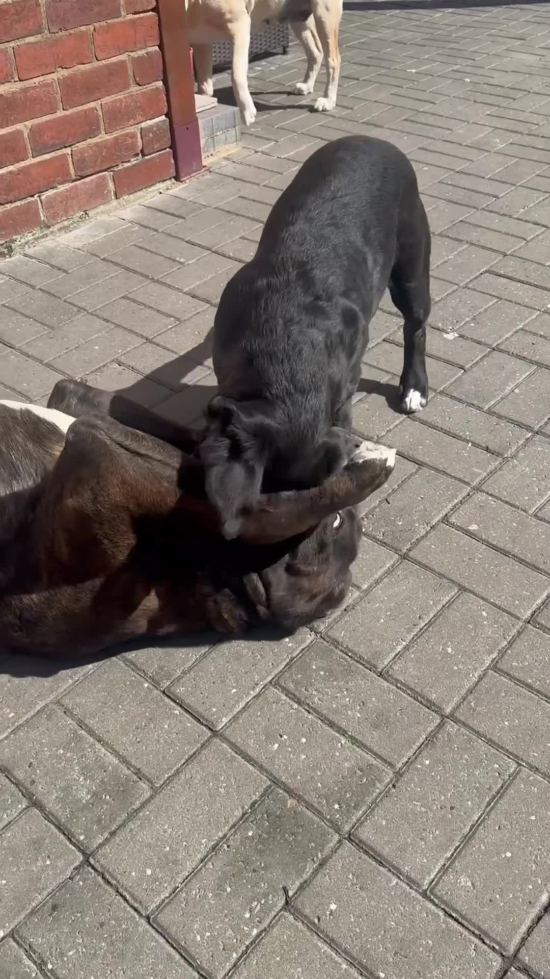 Mixed Breed dogs for sale: Male Cane Corso - Experienced Home Needed  - Video 2