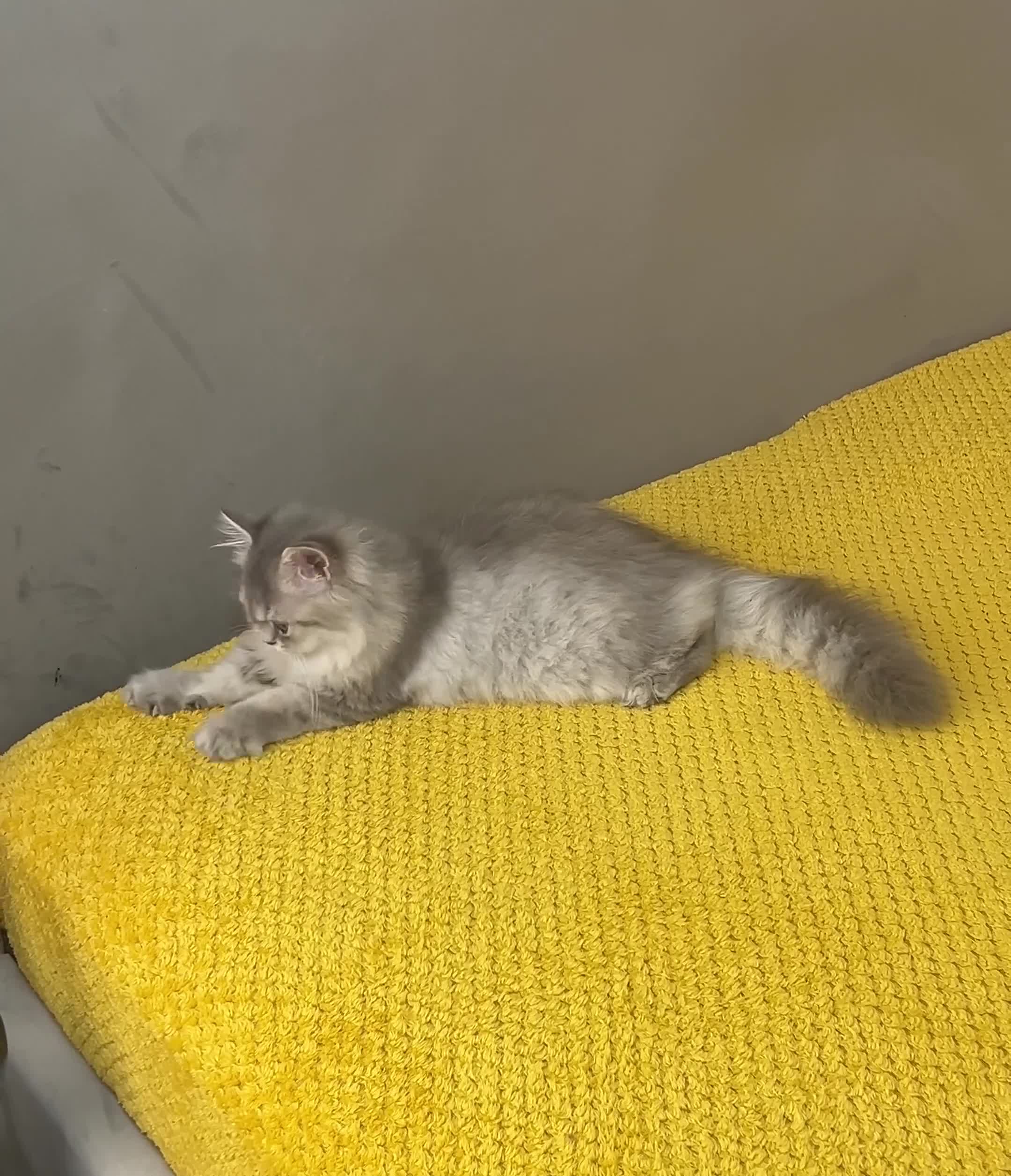 British Longhair cats for sale: TICA registered BLH & BSH Kittens - Video 4