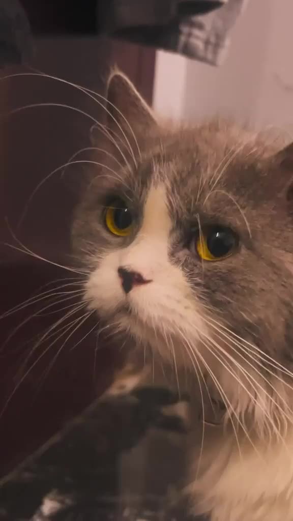 Mixed Breed cats for sale: BLACKY & WHITEY - Video 1