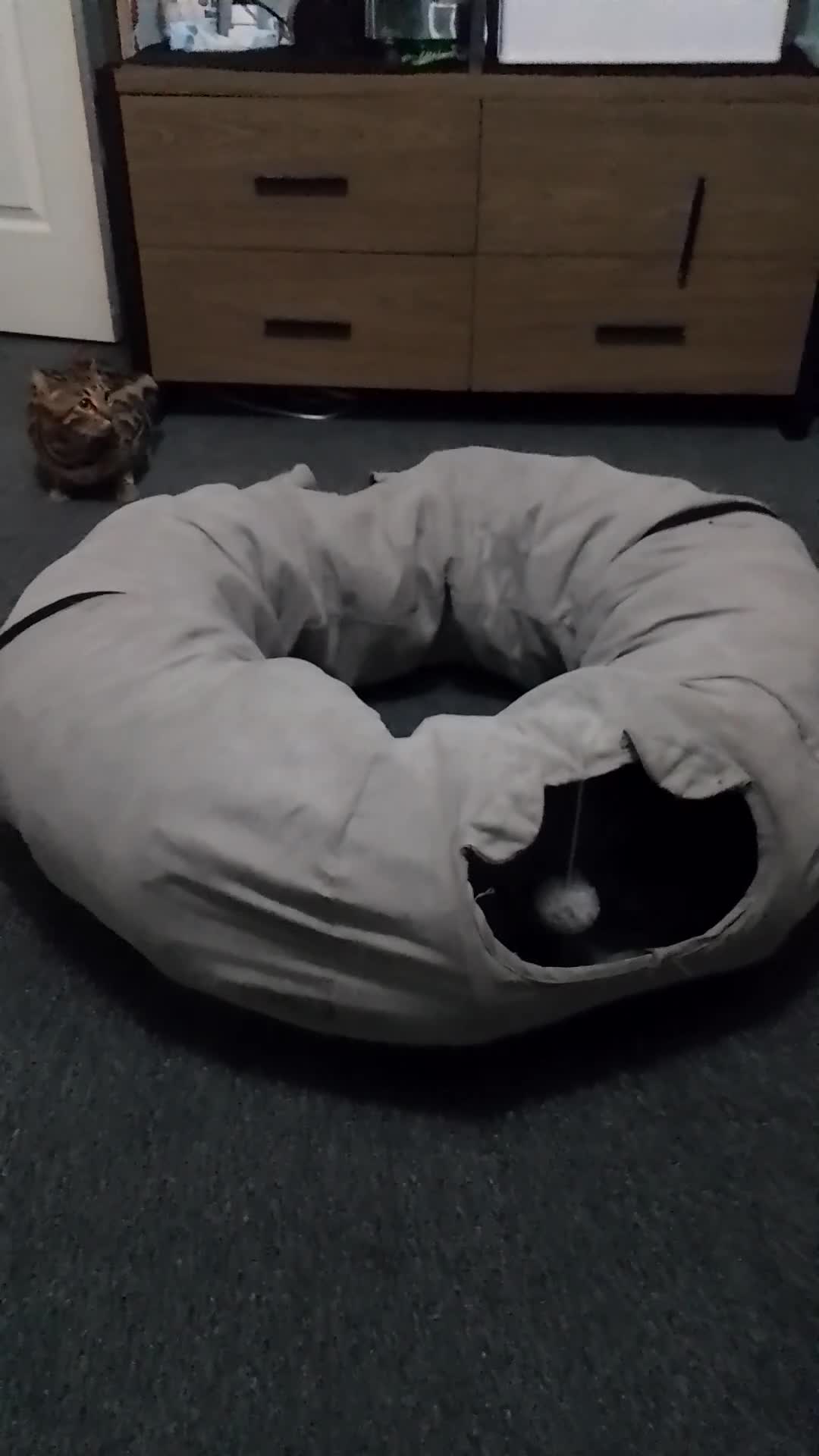 Bengal cats for sale: Purebred Silver and brown male Bengal kittens - Video 1