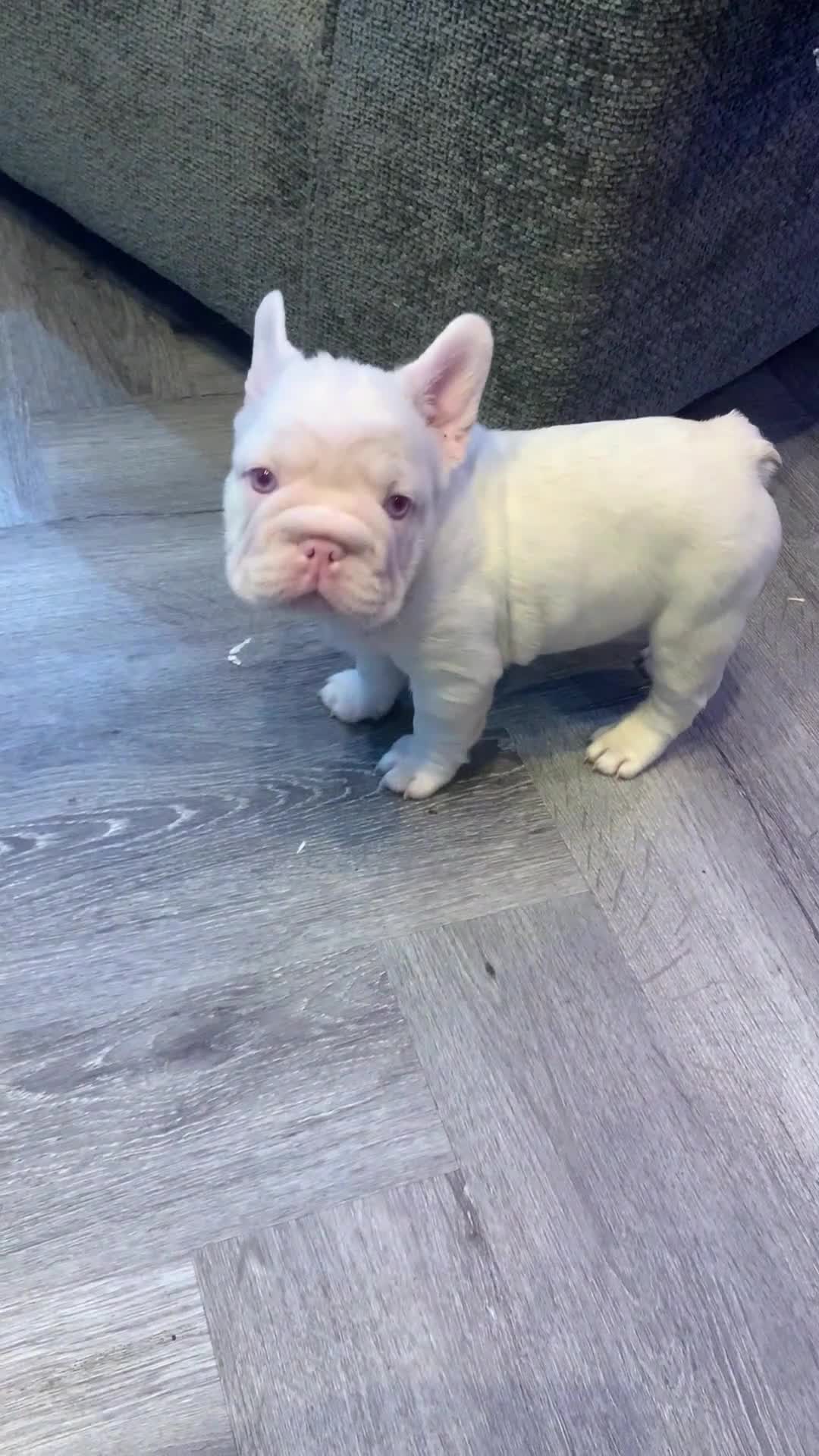 French Bulldog dogs for sale: Platinum Visual Pink French Bulldog Male - Video 1