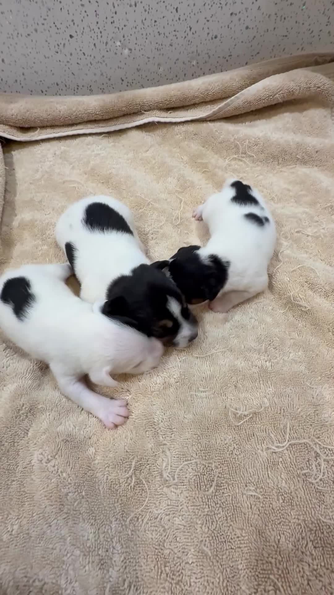 Jack Russell dogs for sale: Jack Russell terrier puppies  - Video 2