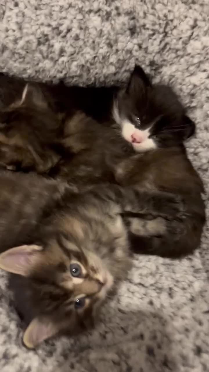 Maine Coon cats for sale: Beautiful Maine Coon Kittens - Video 1