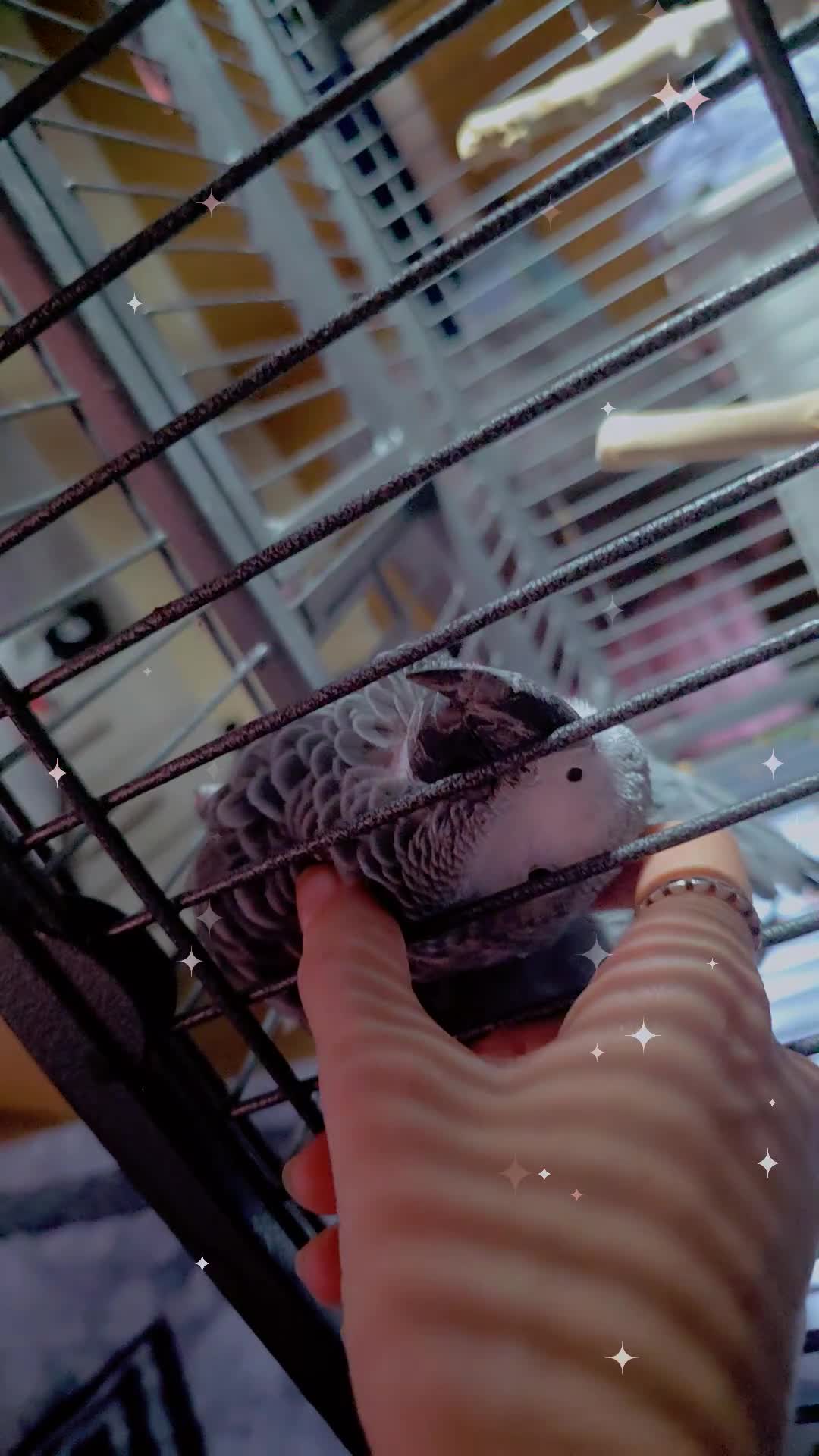 Parrots birds for sale: Sadly having to sell my female grey  in Dawlish - Video 1