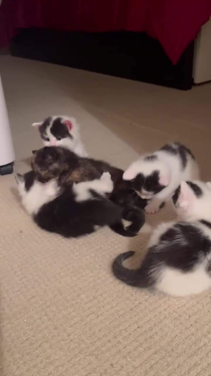 Mixed Breed cats for sale: 5 kittens looking for forever home  - Video 1