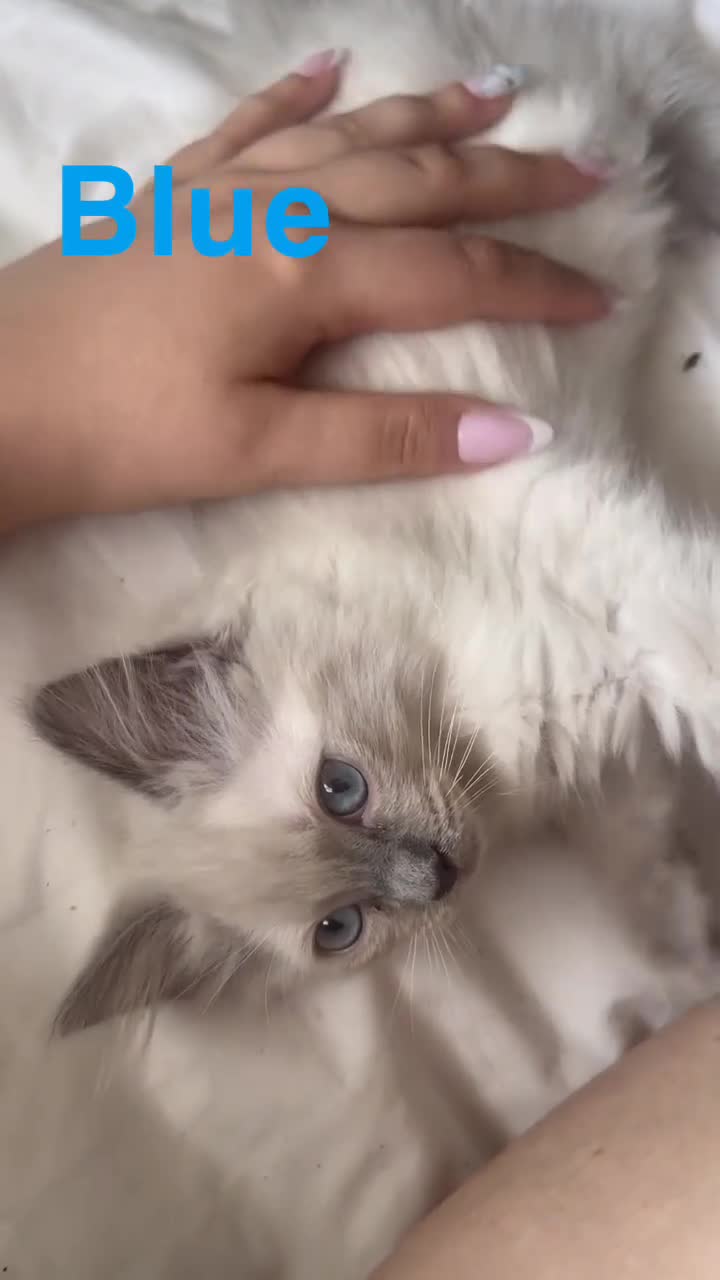 Ragdoll cats for sale: Beautiful Ragdoll Kittens  - Video 2