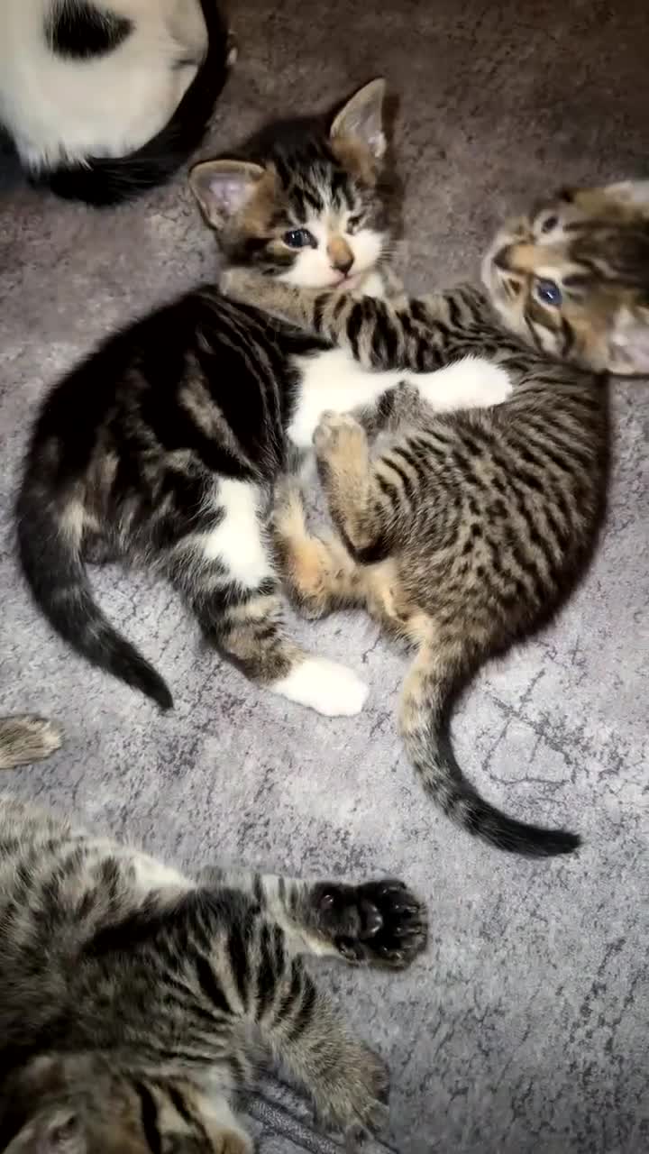 Domestic Shorthair cats for sale: Adorable Tabby/domestic shorthairs  - Video 5