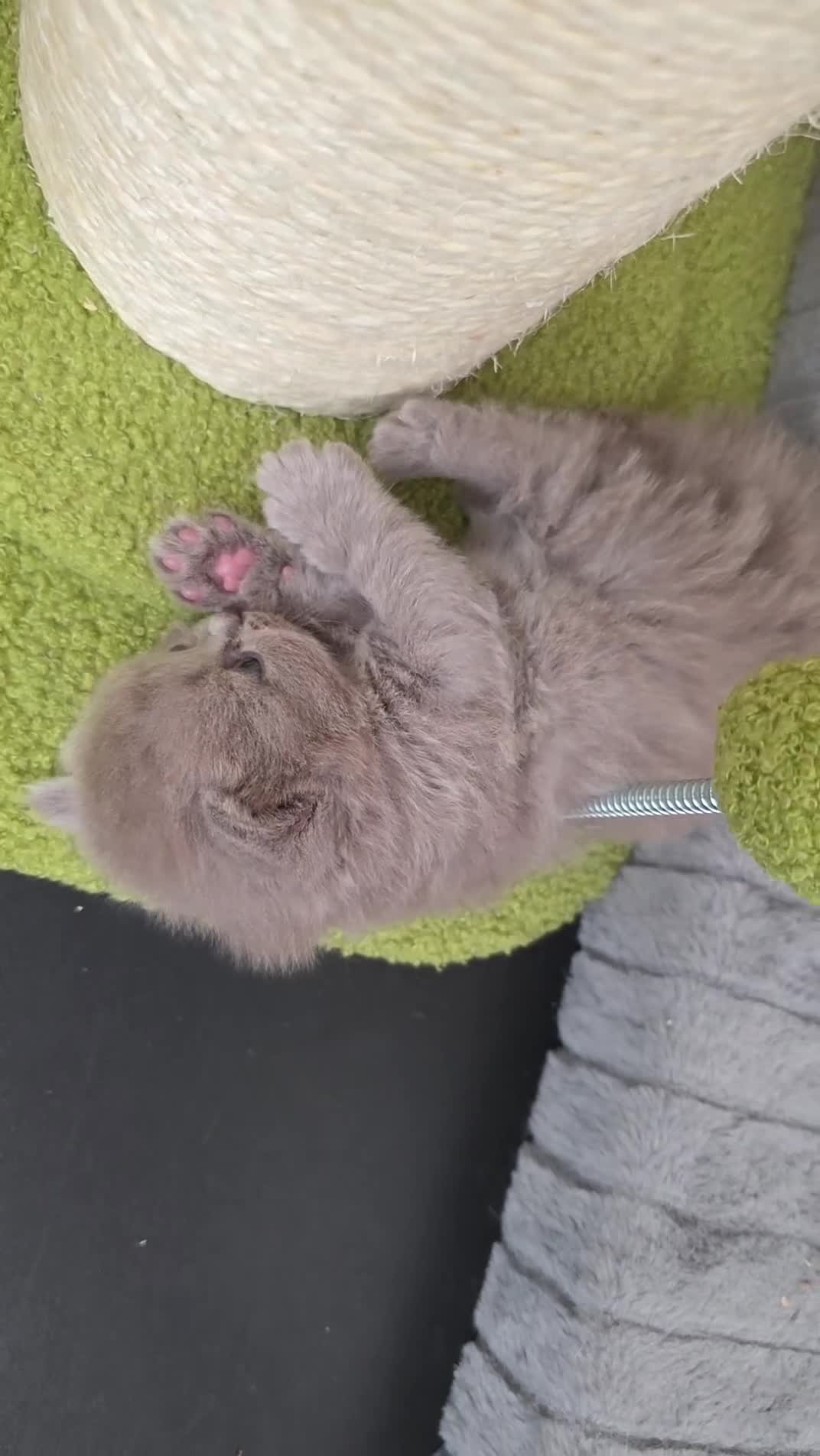 British Shorthair cats for sale: Beautiful champion GCCF British Shorthair Kittens  - Video 1