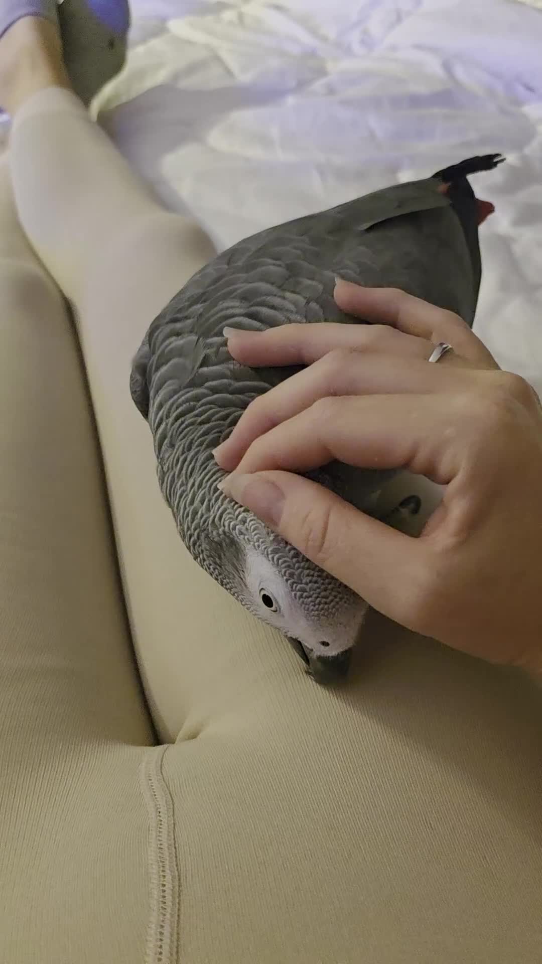 Parrots birds for sale: African grey  - Video 1