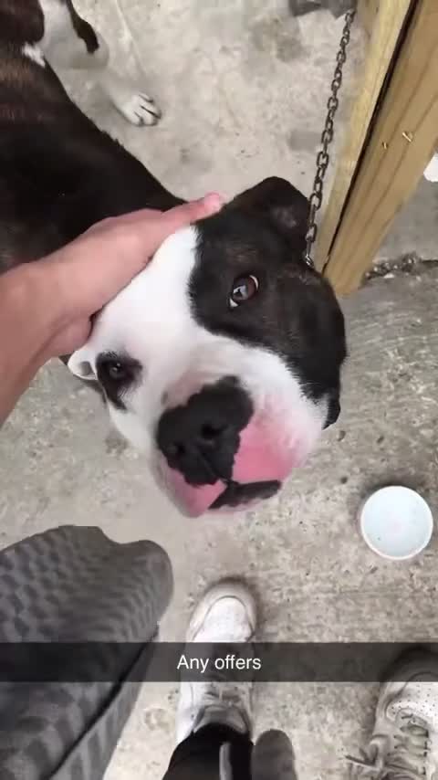 American Bulldog dogs for sale:  American Bulldog to go to a good loving home - Video 2