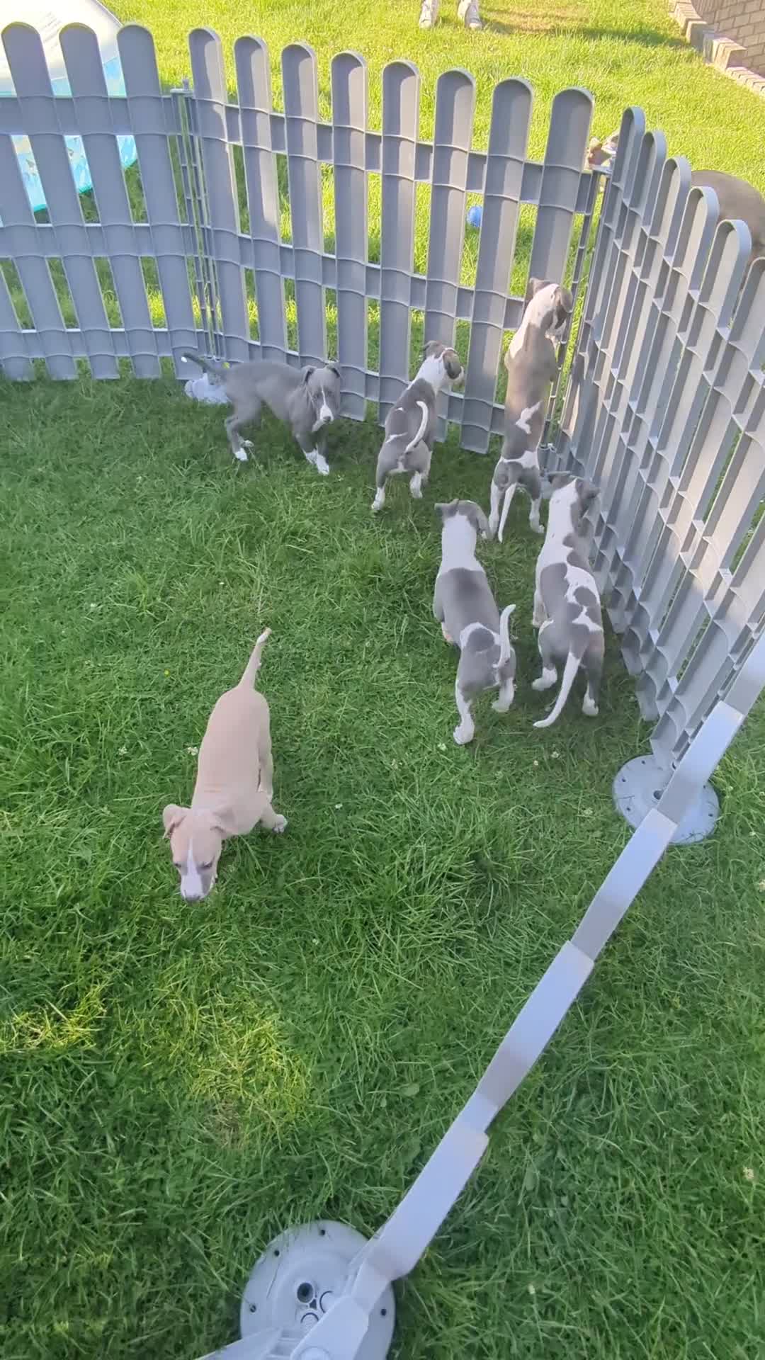 Whippet dogs for sale: Beautiful 12 week old pup seeking forever home - Video 2