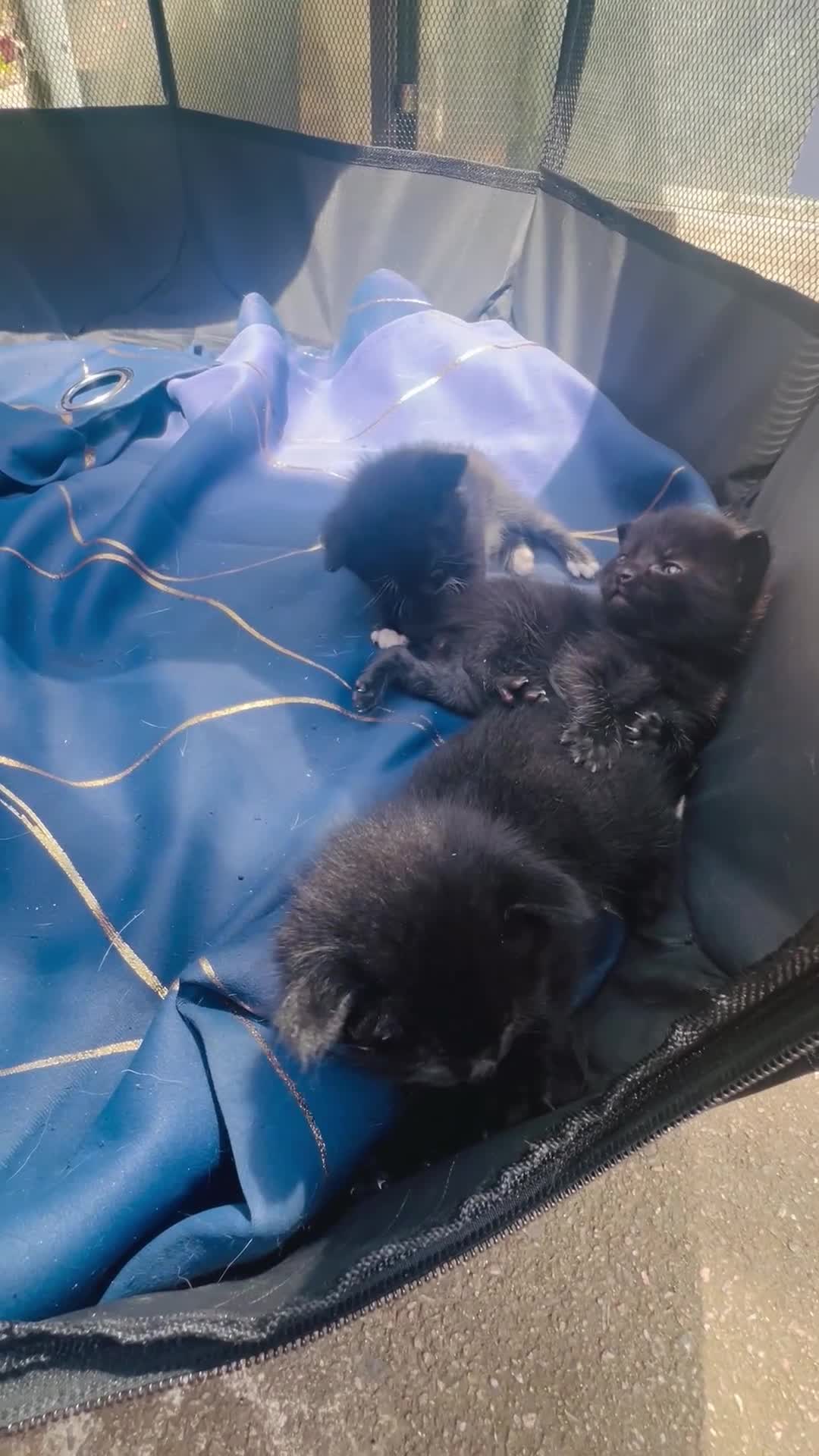 Mixed Breed cats for sale: Black and white kittens for sale  - Video 1