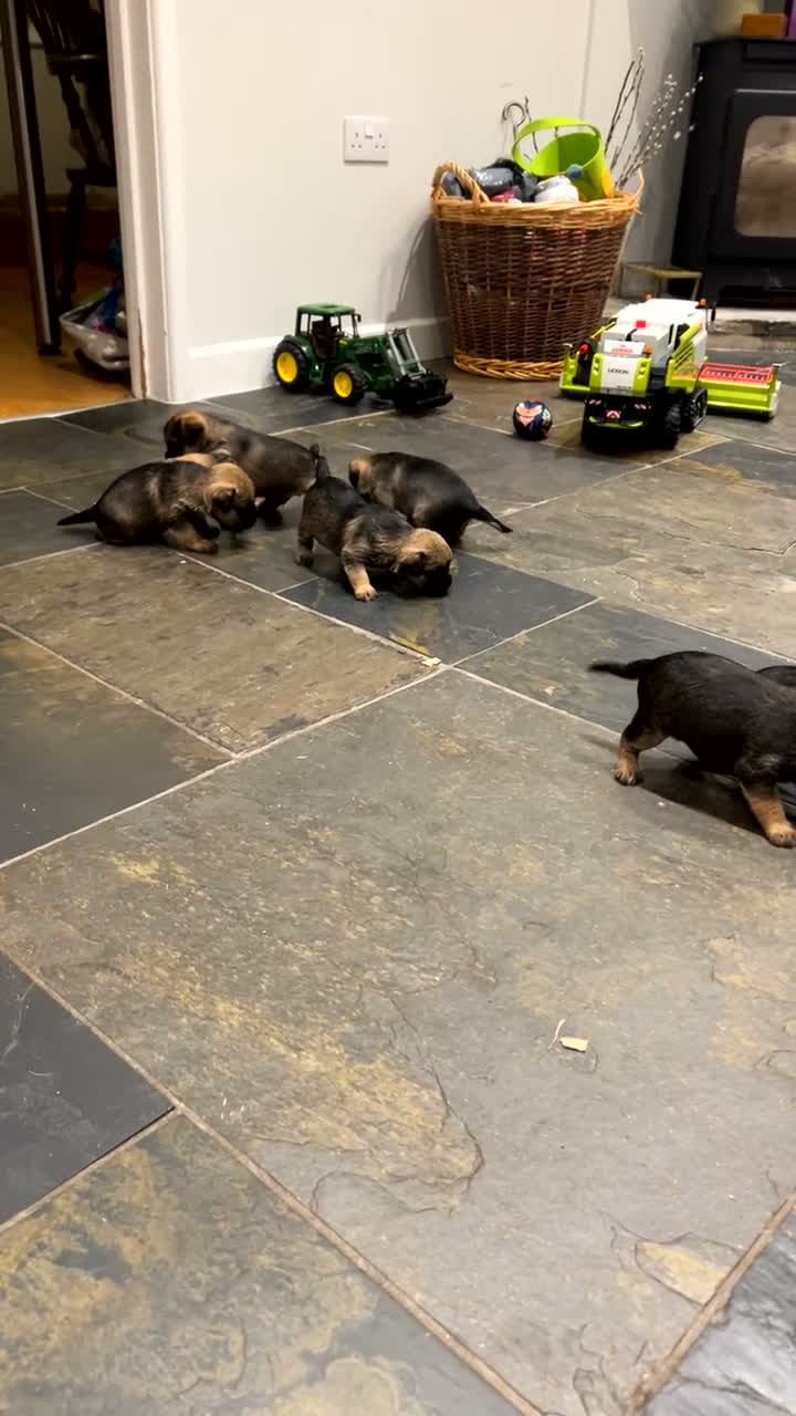 Border Terrier dogs for sale: 3 beautiful boys!  - Video 1