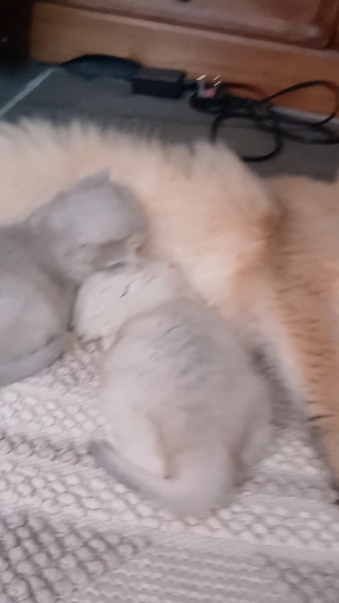 British Shorthair cats for sale: Teddy face kitten with extra long hair  - Video 5