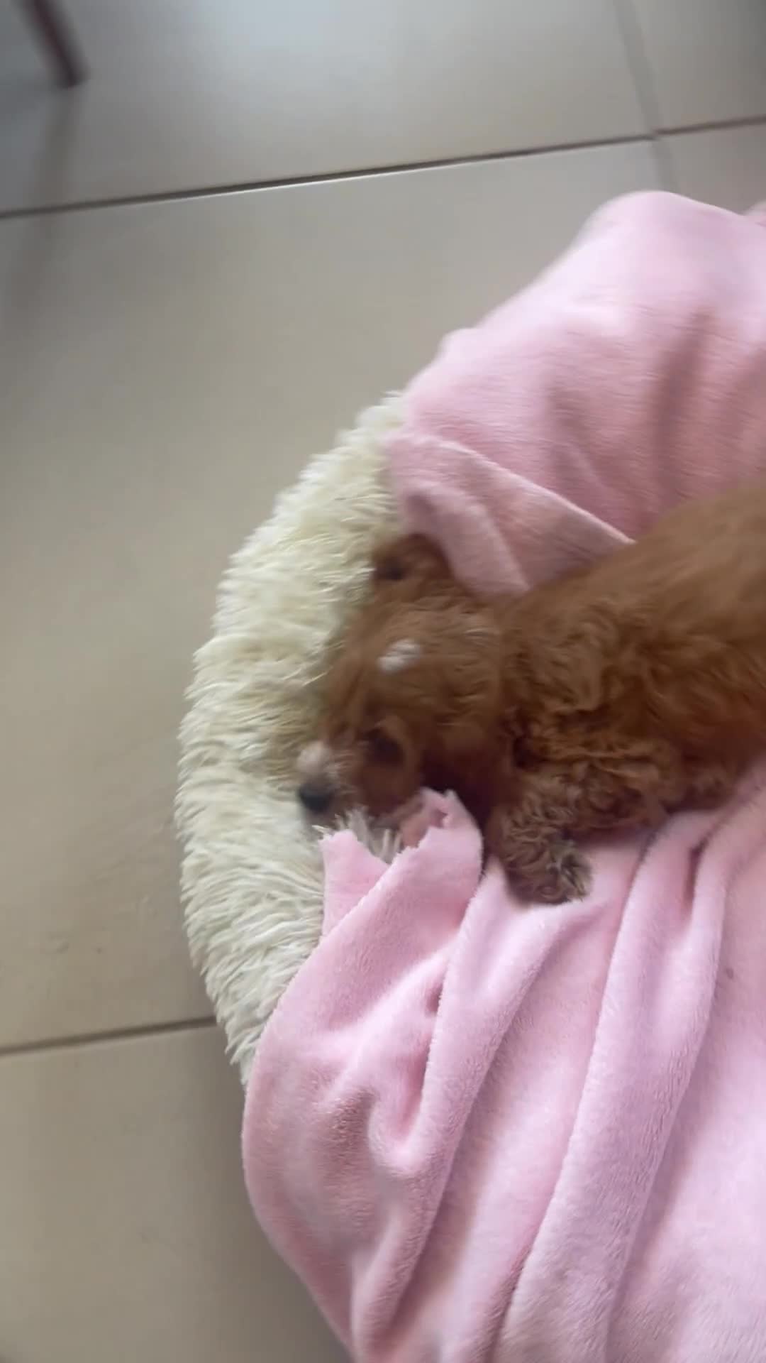 Cockapoo dogs for sale: F1 MINIATURE SHOW-LINE COCKAPOO PUPPIES   - Video 2