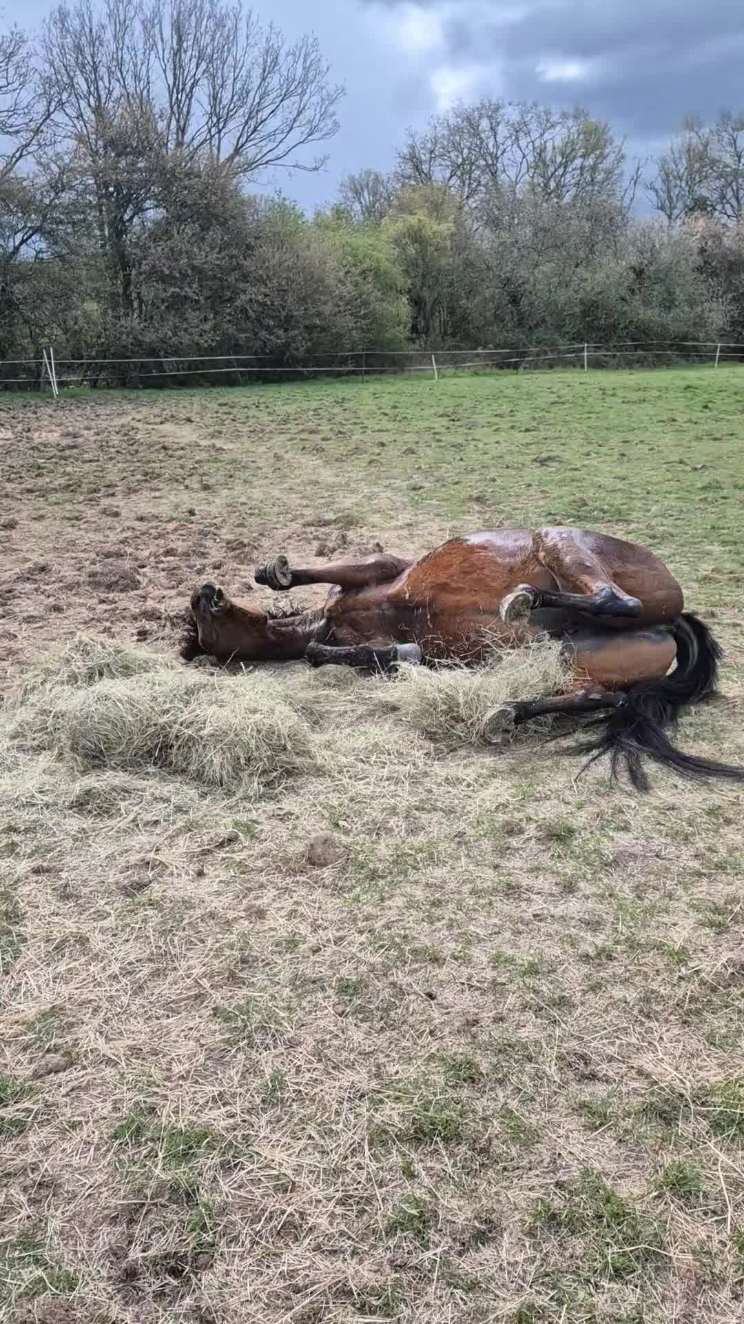 English Thoroughbred horses for sale: Now back in work lovely girl looking for new home - Video 1